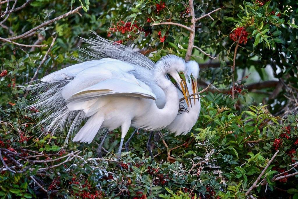Great egret (Ardea alba) couple adding a stick to their nest, Venice Rookery, Venice, Florida by diana_robinson is licensed under CC BY-NC-ND 2.0
